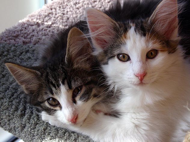 two-cats