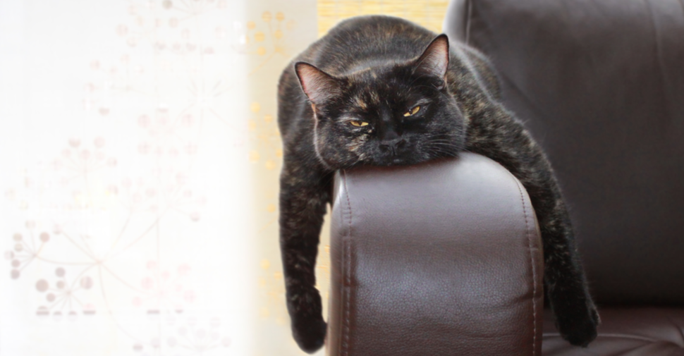 vomiting cat