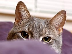 Cat not using litter box