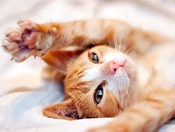 cat scratching