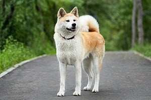 Akita