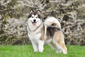 Alaskan Malamute standing in the grass
