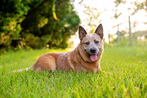 American Cattle Dog laying in grass