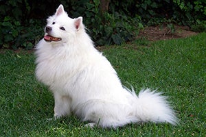 American Eskimo dog sitting in grass