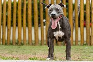 American pit bull terrier standing in grass