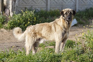 Anatolian Shepherd Dog