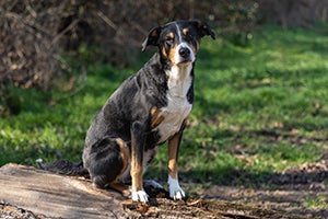 Appenzeller Sennenhund