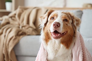 Australian shepherd sitting in living room