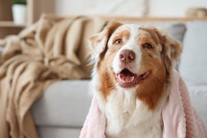 Australian shepherd sitting attentively in living room
