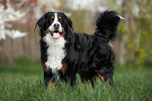 Bernese Mountain Dog