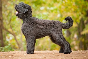 Black Russian Terrier