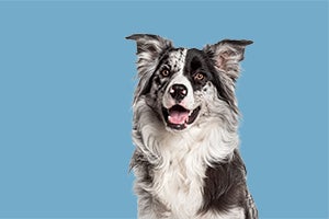 Border collie in front of blue background