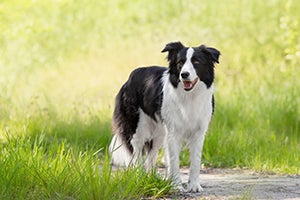 Border collie outside