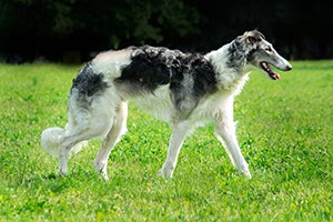 Borzoi