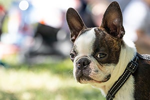 boston terrier outside