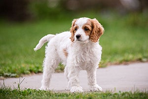 Cavachon standing outside in grass