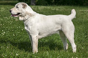 Central Asian Terrier