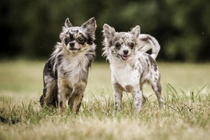 Merle colored chihuahuas standing in grass