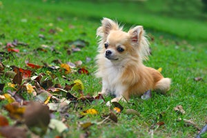 Chihuahua laying in grass with leaves
