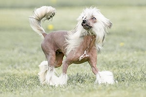 Chinese Crested Dog