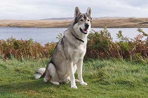 Tamaskan Wolf Dog sitting in grass