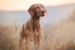 Hungarian hound pointer vizsla dog in autumn time in the field