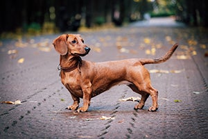 Cute red dachshund in autumn park