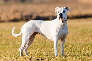 Dogo Argentino standing in field
