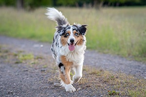 Double Merle Australian shepherd trotting down gravel road