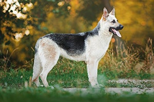 East European Shepherd