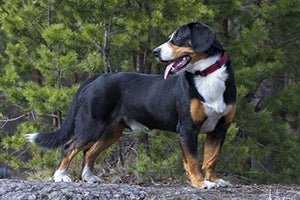 Entlebucher Mountain Dog