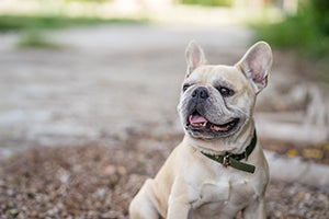 French Bulldog sitting outside