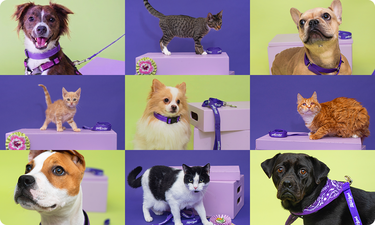 Collage of dog and cats in purple colors and leashes