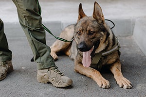 german shepherd dog, laying at foot of trainer