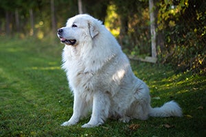 Great Pyrenees