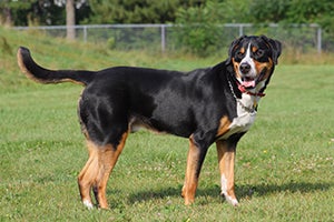 Greater Swiss Mountain Dog