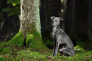 Beautiful Italian Greyhound sitting on green moss in in a mystical forest