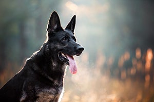 shepherd dog against misty background