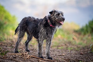 irish wolfhound standing outside