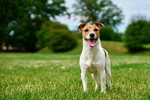 jack russell terrier in grassy field