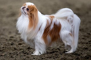Japanese Chin