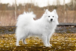 Japanese Spitz