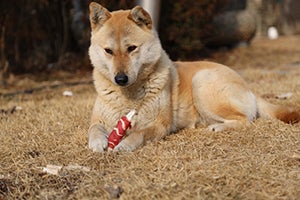 jindo laying on the ground