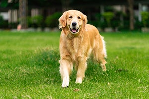 golden retriever standing in grass