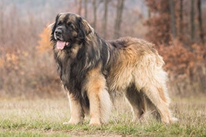 Leonberger
