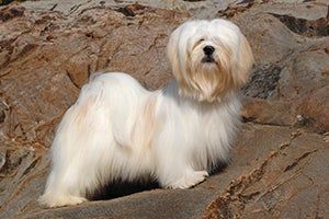 Lhasa Apso