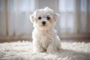 Maltese sitting on white rug