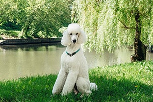 Poodle sitting in grass near a pond