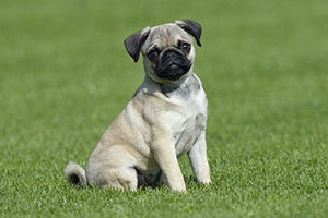 Pug