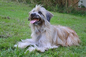 Pyrenean Shepherd laying in grass